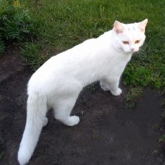 Подробнее об объявлении «Воронеж Пропала кошка белая кошка» Фото: пропала кошка  «Воронеж Пропала кошка белая кошка» в г. Воронеж