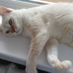 Подробнее об объявлении «Пропала кошка верните за вознаграждение Смоленск» Фото: пропала кошка  «Пропала кошка верните за вознаграждение Смоленск» в г. Смоленск