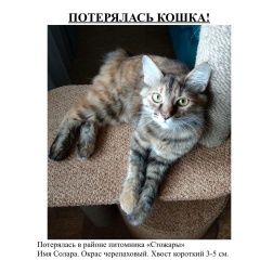 Подробнее об объявлении «Красноярск Пропала кошка помогите найти за вознаграждение» Фото: пропала кошка Курильский бобтейл «Красноярск Пропала кошка помогите найти за...» в г. Красноярск