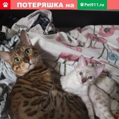 Подробнее об объявлении «Москва Пропал кот» Фото: пропала кошка Бенгальская «Москва Пропал кот» в г. Москва