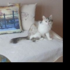 Подробнее об объявлении «Орел Пропал кот 10 000 вознаграждение нашедшему кота тим» Фото: пропала кошка  «Орел Пропал кот 10 000 вознаграждение нашедшему...» в г. Орел