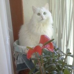 Подробнее об объявлении «Москва Пропала кошка» Фото: пропала кошка  «Москва Пропала кошка» в г. Москва
