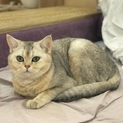 Подробнее об объявлении «Пропала кошка Мытищи» Фото: пропала кошка Скоттиш страйт (шотландская прямоухая) «Пропала кошка Мытищи» в г. Мытищи