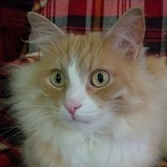 Подробнее об объявлении «Тула Пропал кот» Фото: пропала кошка  «Тула Пропал кот» в г. Тула