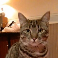 Подробнее об объявлении «Воронеж Пропал кот» Фото: пропала кошка  «Воронеж Пропал кот» в г. Воронеж