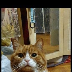 Подробнее об объявлении «Пропал кот Харьков» Фото: пропала кошка  «Пропал кот Харьков» в г. Харьков