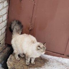 Подробнее об объявлении «Пропала кошка Курган» Фото: пропала кошка Невская маскарадная «Пропала кошка Курган» в г. Курган