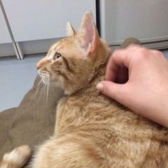 Подробнее об объявлении «Нахабино Пропал кот» Фото: пропала кошка  «Нахабино Пропал кот» в г. Нахабино