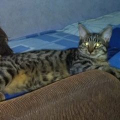 Подробнее об объявлении «Пропал котик 8 мес. Королев» Фото: пропала кошка Бенгальская «Пропал котик 8 мес. Королев» в г. Королев