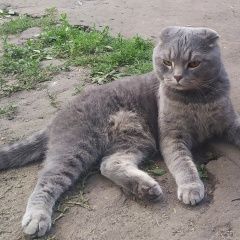 Подробнее об объявлении «Орел Пропал кот ребенок очень ждет возвращения друга» Фото: пропала кошка  «Орел Пропал кот ребенок очень ждет возвращения...» в г. Орел