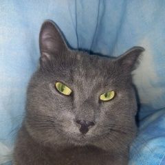 Подробнее об объявлении «Пропал кот нужна ваша помощь Омск» Фото: пропала кошка Британская короткошерстная «Пропал кот нужна ваша помощь Омск» в г. Омск