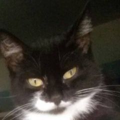 Подробнее об объявлении «Сургут Пропала кошка» Фото: пропала кошка  «Сургут Пропала кошка» в г. Сургут