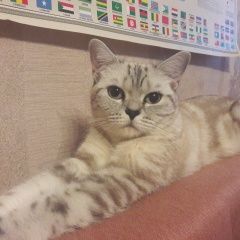 Подробнее об объявлении «Пропала кошка тэя Астрахань» Фото: пропала кошка  «Пропала кошка тэя Астрахань» в г. Астрахань