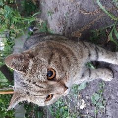 Подробнее об объявлении «Воронеж Пропал кот» Фото: пропала кошка Британская короткошерстная «Воронеж Пропал кот» в г. Воронеж