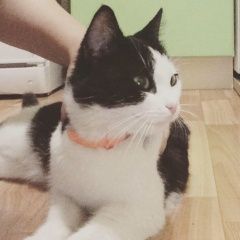 Подробнее об объявлении «Пропала кошка Подольск» Фото: пропала кошка  «Пропала кошка Подольск» в г. Подольск