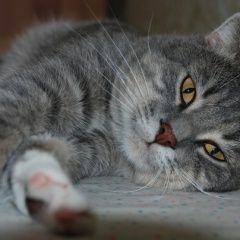 Подробнее об объявлении «Брянск Пропал кот» Фото: пропала кошка  «Брянск Пропал кот» в г. Брянск
