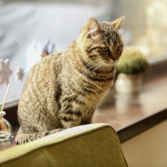 Подробнее об объявлении «Пропала кошка в аэропорту Симферополь» Фото: пропала кошка  «Пропала кошка в аэропорту Симферополь» в г. Симферополь