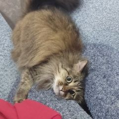 Подробнее об объявлении «Набережные Челны Пропала кошка» Фото: пропала кошка  «Набережные Челны Пропала кошка» в г. Набережные Челны