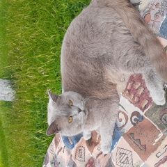 Подробнее об объявлении «Пропал кот помогите с поиском Воскресенск» Фото: пропала кошка Британская короткошерстная «Пропал кот помогите с поиском Воскресенск» в г. Воскресенск