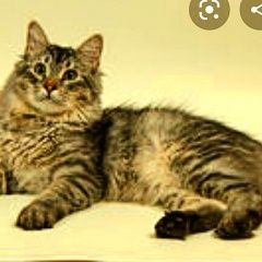 Подробнее об объявлении «Пропал кот Новороссийск» Фото: пропала кошка  «Пропал кот Новороссийск» в г. Новороссийск