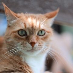 Подробнее об объявлении «Чехов Пропал кот» Фото: пропала кошка  «Чехов Пропал кот» в г. Чехов