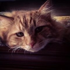 Подробнее об объявлении «Железнодорожный (Московск.) Пропал кот» Фото: пропала кошка  «Железнодорожный (Московск.) Пропал кот» в г. Железнодорожный (Московск.)