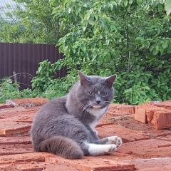 Подробнее об объявлении «Пропал кот Львовский» Фото: пропала кошка  «Пропал кот Львовский» в г. Львовский