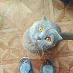 Подробнее об объявлении «Воронеж Пропал кот репное, ул. союзная» Фото: пропала кошка Скоттиш фолд (шотландская вислоухая) «Воронеж Пропал кот репное, ул. союзная» в г. Воронеж