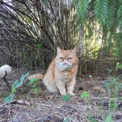 Подробнее об объявлении «Пропала кошка Санкт-Петербург» Фото: пропала кошка Экзотическая короткошерстная «Пропала кошка Санкт-Петербург» в г. Санкт-Петербург
