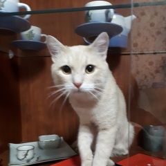 Подробнее об объявлении «Брянск Пропал кот персик» Фото: пропала кошка  «Брянск Пропал кот персик» в г. Брянск