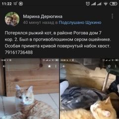 Подробнее об объявлении «Москва Пропал кот убежал кот» Фото: пропала кошка  «Москва Пропал кот убежал кот» в г. Москва