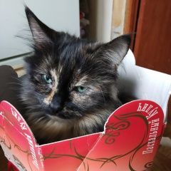 Подробнее об объявлении «Москва Пропала кошка» Фото: пропала кошка  «Москва Пропала кошка» в г. Москва