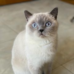 Подробнее об объявлении «Пропала кошка Ростов-на-Дону» Фото: пропала кошка  «Пропала кошка Ростов-на-Дону» в г. Ростов-на-Дону