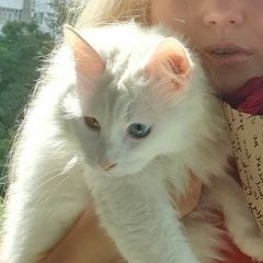 Подробнее об объявлении «Волгоград Пропала кошка глухая, разноглазая» Фото: пропала кошка Турецкая ангора «Волгоград Пропала кошка глухая, разноглазая» в г. Волгоград