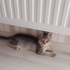 Подробнее об объявлении «Пропала кошка Краснодар» Фото: пропала кошка  «Пропала кошка Краснодар» в г. Краснодар