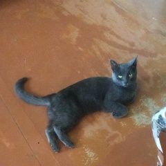 Подробнее об объявлении «Лисий Нос Пропала кошка дымчатая» Фото: пропала кошка Русская голубая «Лисий Нос Пропала кошка дымчатая» в г. Лисий Нос