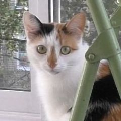 Подробнее об объявлении «Ярославль Пропала кошка» Фото: пропала кошка  «Ярославль Пропала кошка» в г. Ярославль