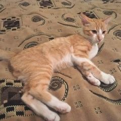 Подробнее об объявлении «Апшеронск Пропал кот рыжий с белым котенок мальчик 4 м» Фото: пропала кошка  «Апшеронск Пропал кот рыжий с белым котенок...» в г. Апшеронск