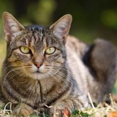 Подробнее об объявлении «Пропала кошка если взяли себе то все равно позвоните Новороссийск» Фото: пропала кошка  «Пропала кошка если взяли себе то все равно...» в г. Новороссийск