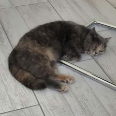 Подробнее об объявлении «Пропала кошка Оренбург» Фото: пропала кошка  «Пропала кошка Оренбург» в г. Оренбург