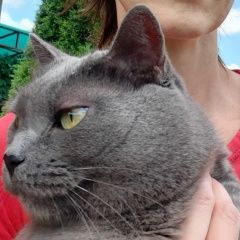 Подробнее об объявлении «Чехов Пропала кошка» Фото: пропала кошка  «Чехов Пропала кошка» в г. Чехов