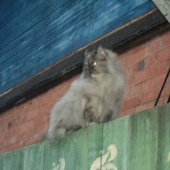 Подробнее об объявлении «Ярославль Пропала кошка серая перс» Фото: пропала кошка Персидская «Ярославль Пропала кошка серая перс» в г. Ярославль