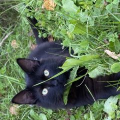 Подробнее об объявлении «Москва Пропал кот чёрный кот» Фото: пропала кошка  «Москва Пропал кот чёрный кот» в г. Москва