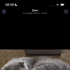 Подробнее об объявлении «Пропал кот шотландский кот Оренбург» Фото: пропала кошка  «Пропал кот шотландский кот Оренбург» в г. Оренбург