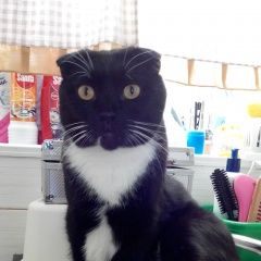 Подробнее об объявлении «Пропал кот Дедовск» Фото: пропала кошка  «Пропал кот Дедовск» в г. Дедовск