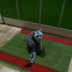 Подробнее об объявлении «Ульяновск Пропал кот» Фото: пропала кошка  «Ульяновск Пропал кот» в г. Ульяновск