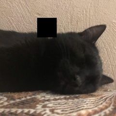 Подробнее об объявлении «Пропал кот Реутов» Фото: пропала кошка  «Пропал кот Реутов» в г. Реутов