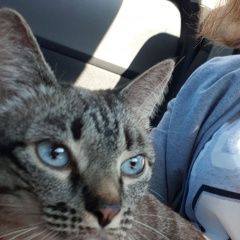 Подробнее об объявлении «Москва Пропала кошка, митино» Фото: пропала кошка Тайская «Москва Пропала кошка, митино» в г. Москва