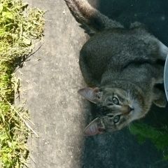 Подробнее об объявлении «Пропал кот в мкр. львовский.. Подольск» Фото: пропала кошка  «Пропал кот в мкр. львовский.. Подольск» в г. Подольск