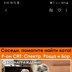 Подробнее об объявлении «Воронеж Пропал кот» Фото: пропала кошка Скоттиш фолд (шотландская вислоухая) «Воронеж Пропал кот» в г. Воронеж